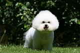 BICHON FRISE 630